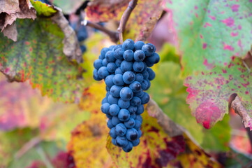 Colorful leaves and ripe black grapes on terraced vineyards of Douro river valley near Pinhao in...