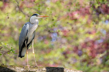 The grey heron