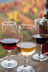 Tasting of Portuguese fortified port wine, produced in Douro Valley with colorful terraced vineyards on background in autumn, Portugal