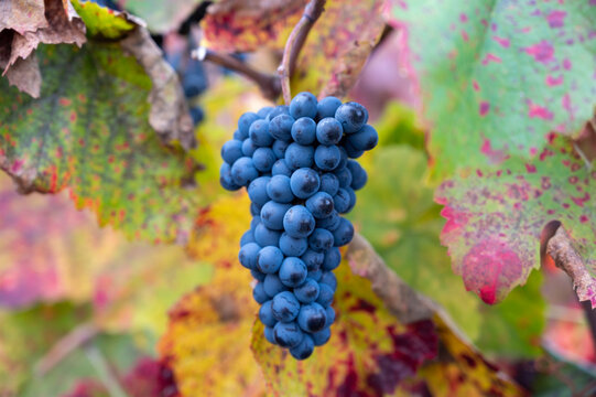 Colorful leaves and ripe black grapes on terraced vineyards of Douro river valley near Pinhao in autumn, Portugal