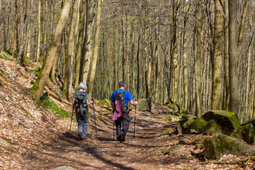 Fototapeta premium Spring Forest Hiking trail Rheinsteig in Siebengebirge Germany