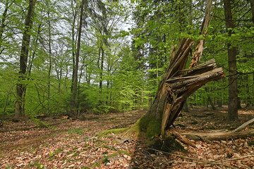Baumstumpf in einem Frühlings-Buchenwald