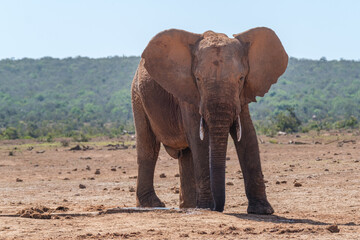 Fototapeta premium African Elephants up close in Nature
