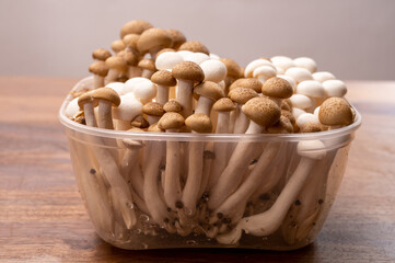 Shimeji edible mushrooms native to East Asia, buna-shimeji is widely cultivated and rich in umami tasting compounds