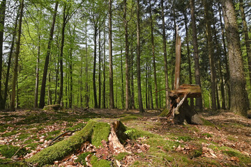 Baumstumpf in einem Fr&uuml;hlings-Buchenwald