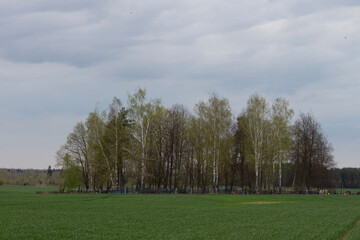 cemetery's trees in the field