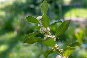 Holly Nellie R. Stevens flower buds (Ilex aquifolium )