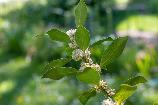 Holly Nellie R. Stevens flower buds (Ilex aquifolium )