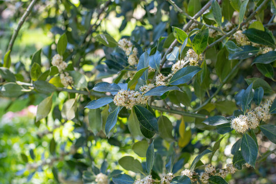 Holly Nellie R. Stevens flower buds (Ilex aquifolium )