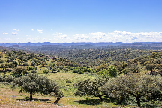 View of a common pasture in Spain, with some holm oaks, cork oaks in the Sierra de Aracena natural area and Picos de Aroche