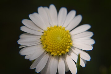 G&auml;nsebl&uuml;mchen oder Tausendsch&ouml;n Makroaufnahme Bl&uuml;te Nikon D5300