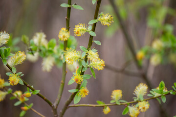 flowers in the garden