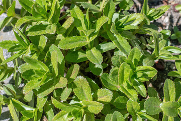 Sedum maximum hermelika background. Plant with water-strong leaves.