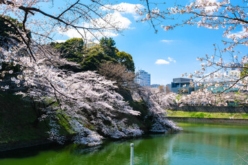 Naklejka premium 東京都千代田区 千鳥ヶ淵の桜