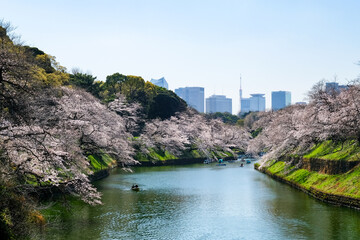 東京都千代田区 千鳥ヶ淵の桜