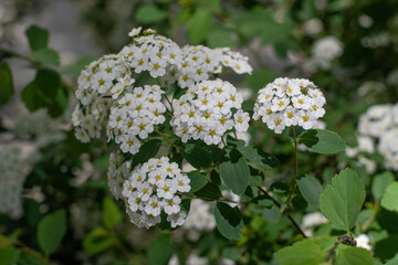 Spirea Wangutta. Beautiful flower background of nature. Delicate white flowers. Spiraea vanhouttei.