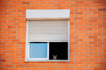 Vigilancia felina 