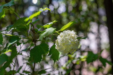 Beautiful white balls of blooming Viburnum opulus opulus Roseum on green background