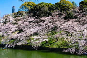 東京都千代田区 千鳥ヶ淵の桜