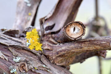 Eye of Grape Vine 01