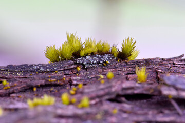 Mossy Hairpiece