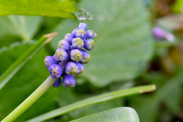 Grape Hyacinth 03