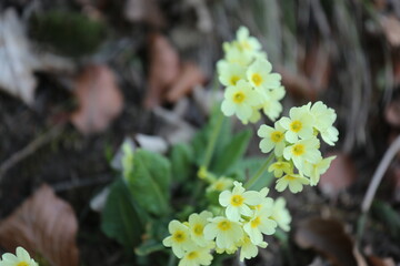 flowers in the forest