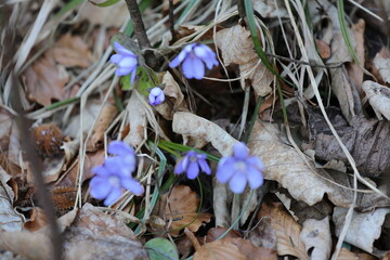 flowers in the forest