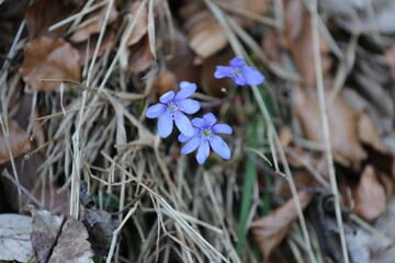 spring crocus flowers