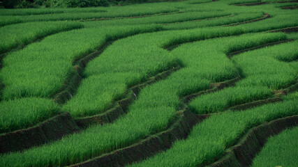 Beautiful view of rice terraces in Chiang Mai, Thailand. Chiang Mai is naturally beautiful in Thailand, Southeast Asia.