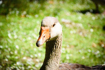 portrait of a goose