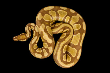 Caramel ball python (Python regius)