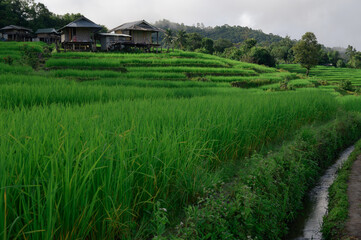 Beautiful view of rice terraces in Chiang Mai, Thailand. Chiang Mai is naturally beautiful in Thailand, Southeast Asia.