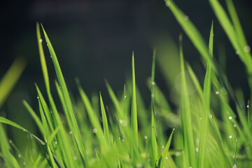 Beautiful view of rice terraces in Chiang Mai, Thailand. Chiang Mai is naturally beautiful in Thailand, Southeast Asia.