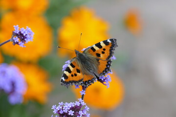 Kleiner Fuchs auf einer violetten Blütendolde, im Hintergrund verschwommene Calendulablüten.