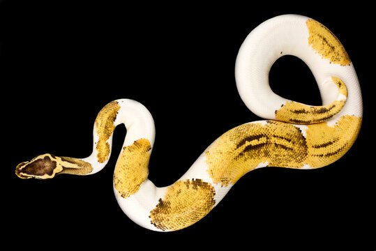 Piebald ball python (Python regius)