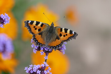 Kleiner Fuchs auf einer Blütendolde, im Hintergrund verschwommene Calendulablüten