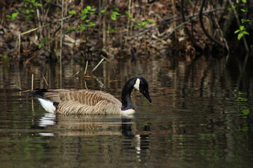 Obraz premium Canada Goose swimming