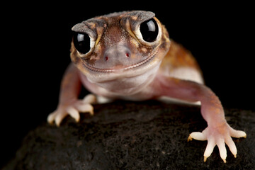 Midline knob-tailed gecko (Nephrurus vertebralis)