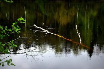 a branch of an old birch tree falling into a pond