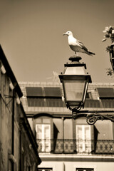 Seagull perched on a streetlight in Lisbon