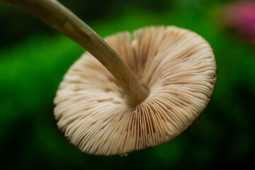 Gills or lamellae of mushroom. White fungus view since below. Nature details.