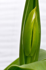 Tulip Bud Solo 01