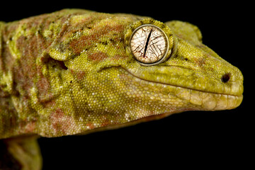 Mossy New Caledonian gecko (Mniarogekko chahoua) - obrazy, fototapety, plakaty