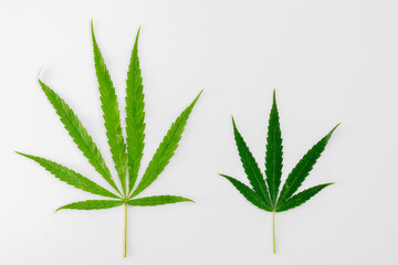 Cannabis plant isolated on white background. Hemp leaf close up. Marijuana green leaf.
