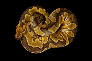 Ball python (Python regius)