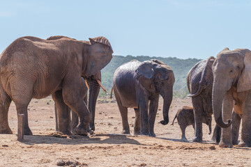 African Elephant spraying water to cool down