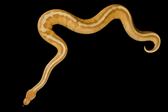 Ball python (Python regius)