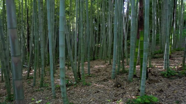 Backlit bamboo trees
Shooting with drone of bamboo trees with reflections of the sun against the light. bamb&ugrave;