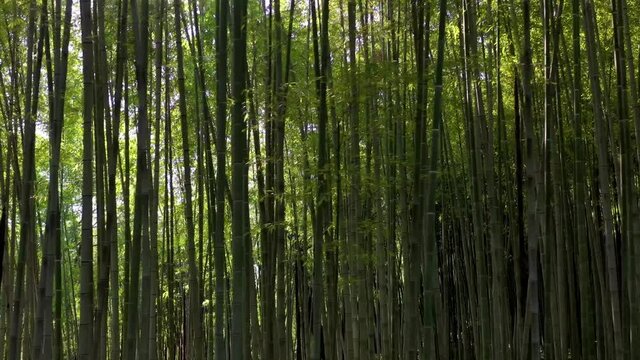 Backlit bamboo trees
Shooting with drone of bamboo trees with reflections of the sun against the light. bamb&ugrave;